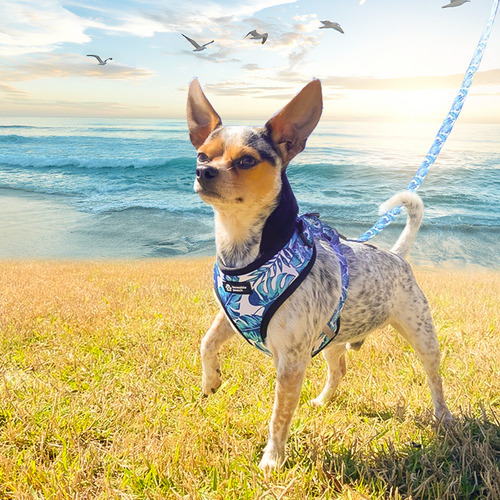 Load image into Gallery viewer, [Limited Time Offer !!!] Beach Vibes Dog Harness &amp; Leash Set

