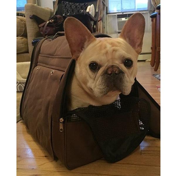 [Limited Time Offer !!!] 328 Pet Backpack XL - Pet Carrier