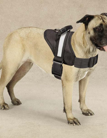 [Limited Time Offer !!!] Excursion Harness 15-19 In Black