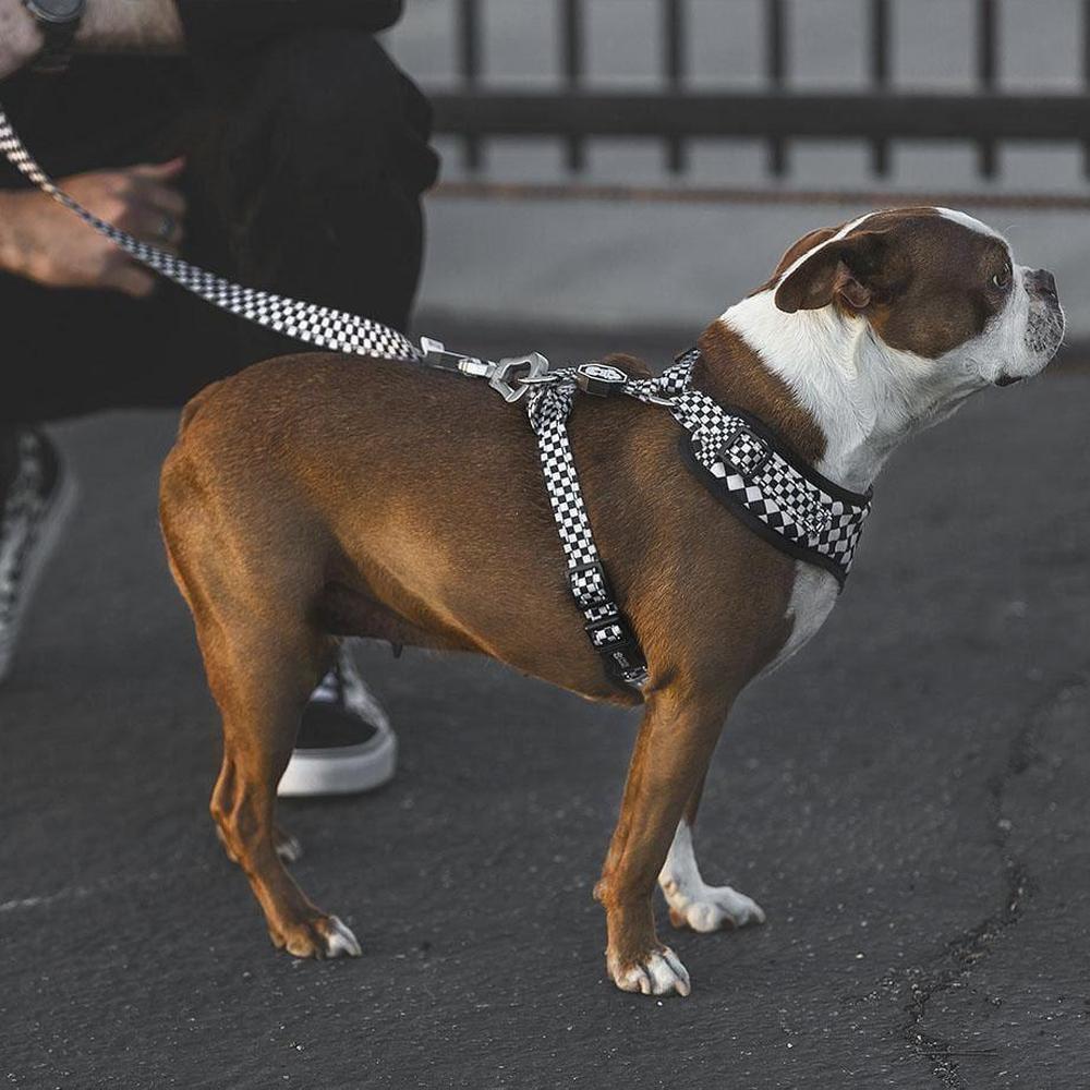 [Limited Time Offer !!!] Checkerboard | Leash